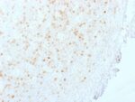 Aurora B (Proliferation Marker)(AURKB/1845), CF647 conjugate, 0.1mg/mL