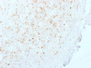 Aurora B (Proliferation Marker)(AURKB/1845), CF647 conjugate, 0.1mg/mL