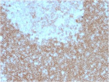 CD268 / BAFFR / TNFRSF13C(BAFFR/1557), 0.2mg/mL