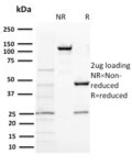 BAP1 (BRCA1 Associated Protein 1)(BAP1/2431), CF405S conjugate, 0.1mg/mL