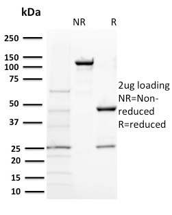 BAP1 (BRCA1 Associated Protein 1)(BAP1/2431), CF405S conjugate, 0.1mg/mL