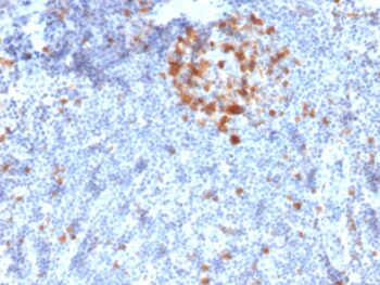 Cdk1 / p34cdc2 Serine-Threonine Kinase(A17.1.1), CF405S conjugate, 0.1mg/mL