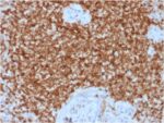 Bcl-2 (Apoptosis & Follicular Lymphoma Marker) (BCL2/1878R), CF594 conjugate, 0.1mg/mL