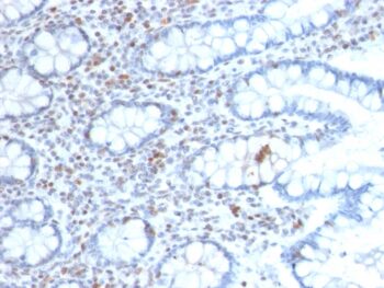 BMI1 (Oncogene and Stem Cell Marker)(BMI1/2689), CF647 conjugate, 0.1mg/mL