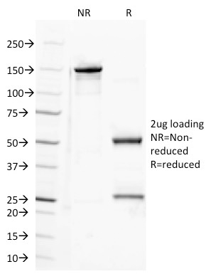 CD100 (Semaphorin-4D)(A8), 0.2mg/mL