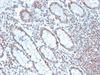 BMI1 (Oncogene and Stem Cell Marker)(BMI1/2690), CF740 conjugate, 0.1mg/mL