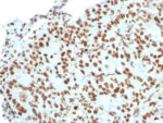 BMI1 (Oncogene and Stem Cell Marker)(BMI1/2823), CF647 conjugate, 0.1mg/mL