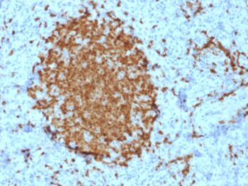 BOB.1 (B-Cell Marker)(BOB1/2421), 0.2mg/mL