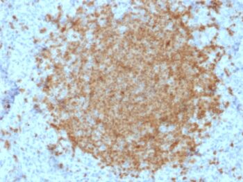BOB.1 (B-Cell Marker)(BOB1/2422), 0.2mg/mL