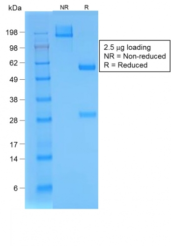 Bromodeoxyuridine (BrdU) (Proliferation Marker)(BRD/1539R), 0.2mg/mL