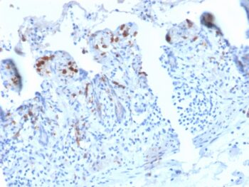 CD209 / DC-SIGN (Pathogen Receptor on Dendritic Cells)(C209/2749R), CF405S conjugate, 0.1mg/mL