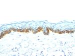 Cytokeratin, Acidic (Type I or LMW) (Epithelial Marker)(AE-1),  CF740 conjugate, 0.1mg/mL