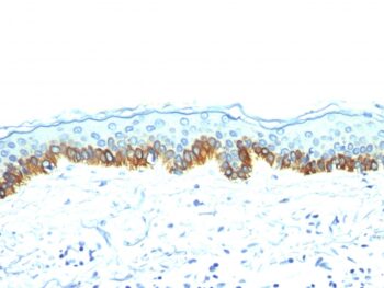Cytokeratin, Acidic (Type I or LMW) (Epithelial Marker)(AE-1),  CF740 conjugate, 0.1mg/mL
