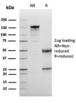 Complement 3d (C3d) (Acute Humoral Rejection Marker)(C3D/2891), CF405S conjugate, 0.1mg/mL