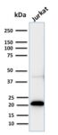 CD3e (T-Cell Marker)(C3e/2858R), CF568 conjugate, 0.1mg/mL 1 view_image-284
