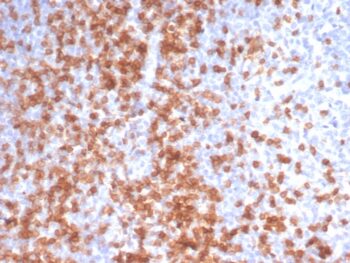 CD3e (T-Cell Marker)(C3e/3125R), CF640R conjugate, 0.1mg/mL