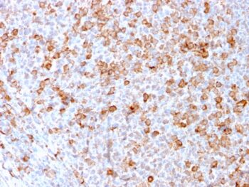 CD3e (T-Cell Marker)(C3e/3171R), CF405S conjugate, 0.1mg/mL