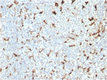 CD68 (Macrophage Marker)(C68/2511), CF568 conjugate, 0.1mg/mL