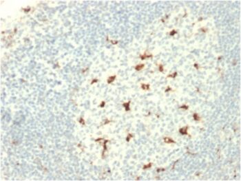 CD68 (Macrophage Marker)(C68/2709), CF568 conjugate, 0.1mg/mL