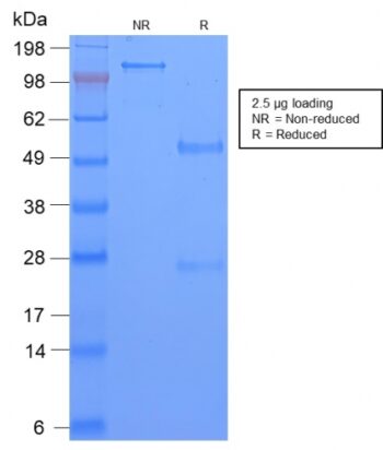 TAG-72 / CA72.4 (Tumor-Associated Glycoprotein)(CA72/2869R), CF647 conjugate, 0.1mg/mL
