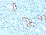 Calbindin 1 (CALB1)(CALB1/3333), CF594 conjugate, 0.1mg/mL
