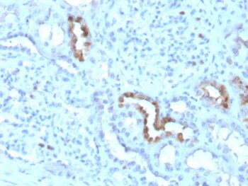 Calbindin 1 (CALB1)(CALB1/3333), CF594 conjugate, 0.1mg/mL