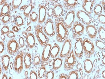 Calnexin (Endoplasmic Reticulum Marker) (CANX/1543), 0.2mg/mL
