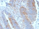 Calpain 1(CAPN1/1530), CF594 conjugate, 0.1mg/mL