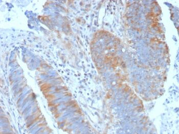 Calpain 1(CAPN1/1530), CF594 conjugate, 0.1mg/mL