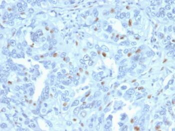 Cyclin A2 (S- & G2-phase Cyclin)(CCNA2/2333), CF640R conjugate, 0.1mg/mL