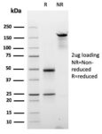 Cyclin E (G1/S-Phase Cyclin)(CCNE1/2587), CF568 conjugate, 0.1mg/mL