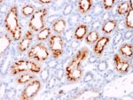 CD137L / 4-1BBL / TNFSF9(CD137L/1547), CF405S conjugate, 0.1mg/mL 1 view_image-315