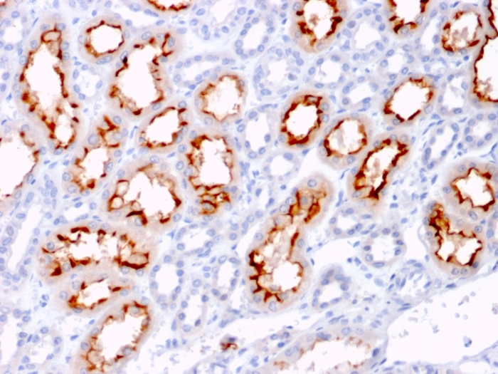view_image-315 view image 315- Immunomart
