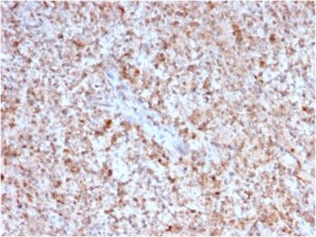 CD40 Ligand / CD154 / TRAP1 (Activation Marker of T-Lymphocytes)(CD40LG/2763), 0.2mg/mL