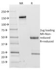 CD62L (L-Selectin)(CD62L/1588), CF740 conjugate, 0.1mg/mL