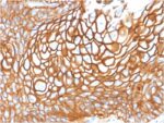 CD9 (TSPAN29) (Motility-Related Protein-1)(CD9/1619), CF594 conjugate, 0.1mg/mL
