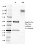 CD9 (TSPAN29) (Motility-Related Protein-1)(CD9/1631), CF647 conjugate, 0.1mg/mL 1 view_image-331