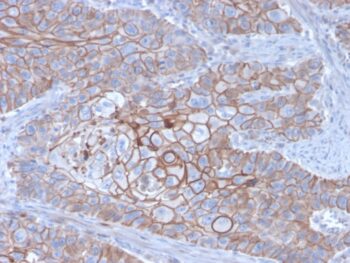 E-Cadherin (CDH1) / CD324 (Intercellular Junction Marker)(CDH1/3256), CF640R conjugate, 0.1mg/mL