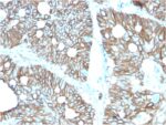 Cadherin 17 / LI Cadherin (Liver-Intestine Marker)(CDH17/2616), CF740 conjugate, 0.1mg/mL