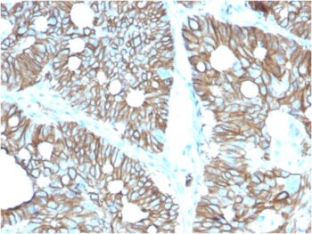 Cadherin 17 / LI Cadherin (Liver-Intestine Marker)(CDH17/2616), CF740 conjugate, 0.1mg/mL