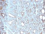 Cadherin 17 / LI Cadherin (Liver-Intestine Marker)(CDH17/2617), CF647 conjugate, 0.1mg/mL