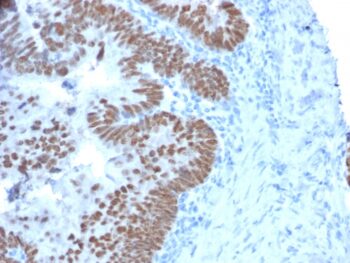 CDX2 / Caudal Type Homeobox 2 (GI Epithelial Marker)(CDX2/2214), CF405S conjugate, 0.1mg/mL