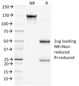Clathrin, Heavy Chain(CHC/1432), CF405S conjugate, 0.1mg/mL