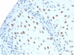 p21WAF1 (Tumor Suppressor Protein)(CIP1/2275R), CF488A conjugate, 0.1mg/mL