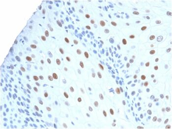 p21WAF1 (Tumor Suppressor Protein)(CIP1/2275R), CF488A conjugate, 0.1mg/mL