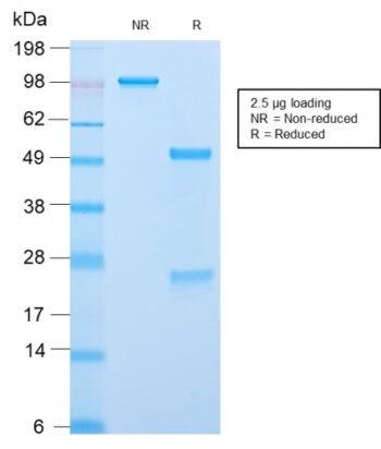 ACTH (Adrenocorticotrophic Hormone) (C-Terminus)(CLIP/2859R), CF647 conjugate, 0.1mg/mL