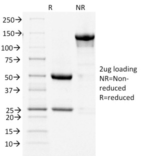 Cycloxygenase-2 (COX-2)(COX2/1941), 0.2mg/mL