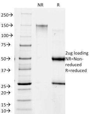Giardia lamblia(BB1.1E5),  CF488A conjugate, 0.1mg/mL