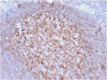 CD21 (Mature B-Cell & Follicular Dendritic Cell Marker) (CR2/1953), CF568 conjugate, 0.1mg/mL