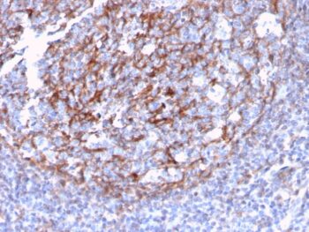 CD21 (Mature B-Cell & Follicular Dendritic Cell Marker)(CR2/3124R), 0.2mg/mL